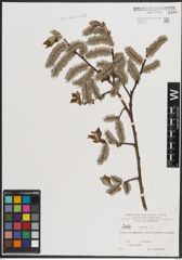 Foto von Salix caprea L.